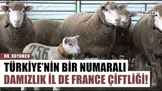 Türkiye'nin 1 Numaralı Damızlık İl De France Koyun Çiftliği | Dr. Koyuncu Arşiv