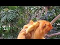 newborn golden lion tamarin