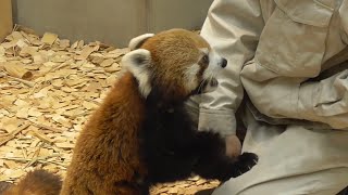 レッサーパンダ　令くん　飼育員さんからリンゴをもらうよ　【東山動物園】