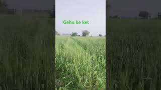 Gehu ke ket