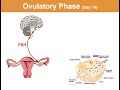 Hormonal Control of the Female Reproductive System