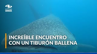 Tiburón ballena navega en solitario las aguas del Caribe colombiano: impresionante tamaño