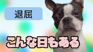 【ボストンテリア  ボステリ】青い瞳のネロ　こんな日もある2022.6.10