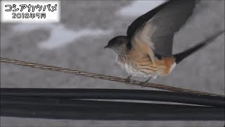 コシアカツバメ Red rumped swallow (Hirundo daurica)