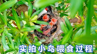 实拍小鸟喂食过程:生活不易，人或动物养育子女都是艰辛而伟大的