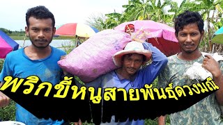 พริกขี้หนู : สายพันธุ์ดวงมณี