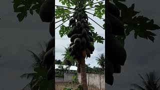 #makapalangbunga #papaya #magandangprutas #trend #shortvideo #laylingawtv