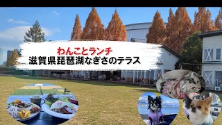 なぎさのテラス🍁紅葉が輝く🌟湖畔で至福のテラスランチ🍴☕犬猫とお出かけ