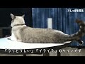 たくさん話しかけられて育った猫が見せるかわいいお返事のしぐさ7選