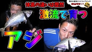 【瀬戸内を釣る】尺アジ連発！？これが瀬戸内のアジ！激流のポテンシャル！アジング 釣り Fishing