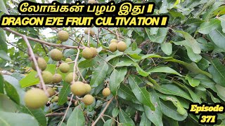 லோங்கன் பழம் பற்றி அறிவோம் #Longan Fruit Cultivation Tamil #நுரை பழம் செம்பூவம் பழம் பற்றி அறிவோம்