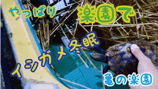 やっぱり楽園でイシガメ冬眠 亀の楽園 岡山