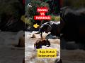 RAJA HUTAN Kabur Ketakutan Melihat Gajah??#hewanganas #shorts