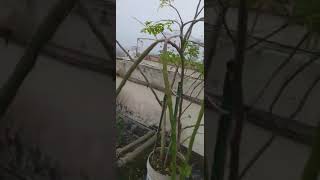 ছাদবাগানে বারোমাসী জাতের সজনে ডাঁটার চাষ (All season Type Moringa Cultivation in Rooftop Garden )