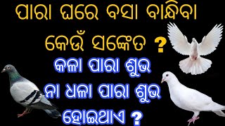 ପାରା ଘରେ ବସା ବାନ୍ଧିବା କେଉଁ ସଙ୍କେତ ? ପାରାଙ୍କୁ ଖାଇବାକୁ ଦେଲେ କେଉଁ ଦଶାରୁ ମୁକ୍ତି ମିଳେ, କେଉଁ ପାରା ଶୁଭ ଧଳା