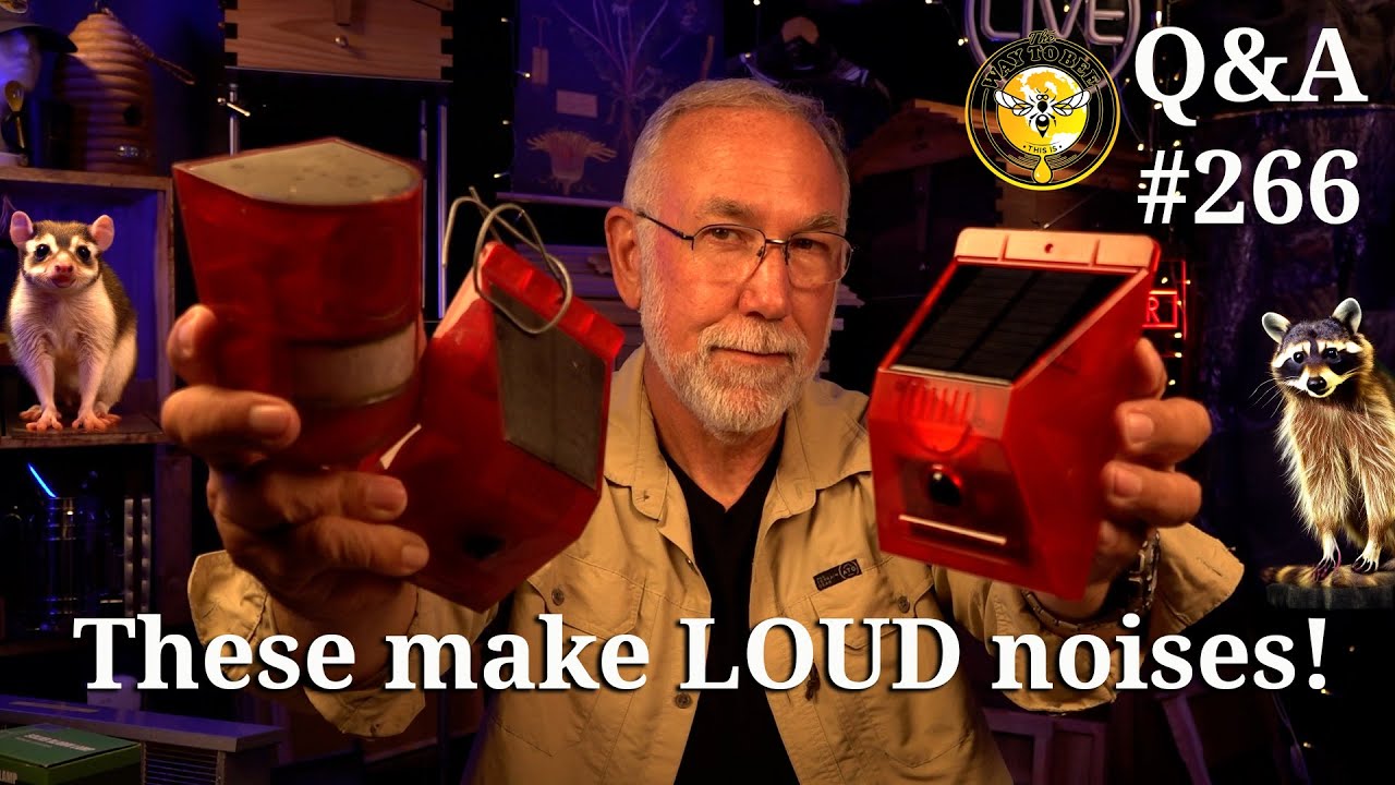 Backyard Beekeeping Q A Episode 266 Youtube