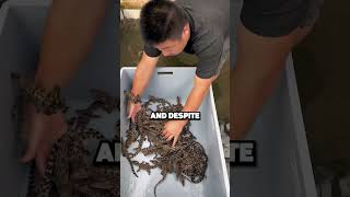 This Man Found Crocodiles In His HOUSE!😰