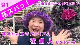 葉ぼたん光子プレミアム葉の色をきれいに保つには？ワンユニットギャザリングの作り方【花ズバっ】91旬の花とその使いかた紹介/花創人ガーデニング教室