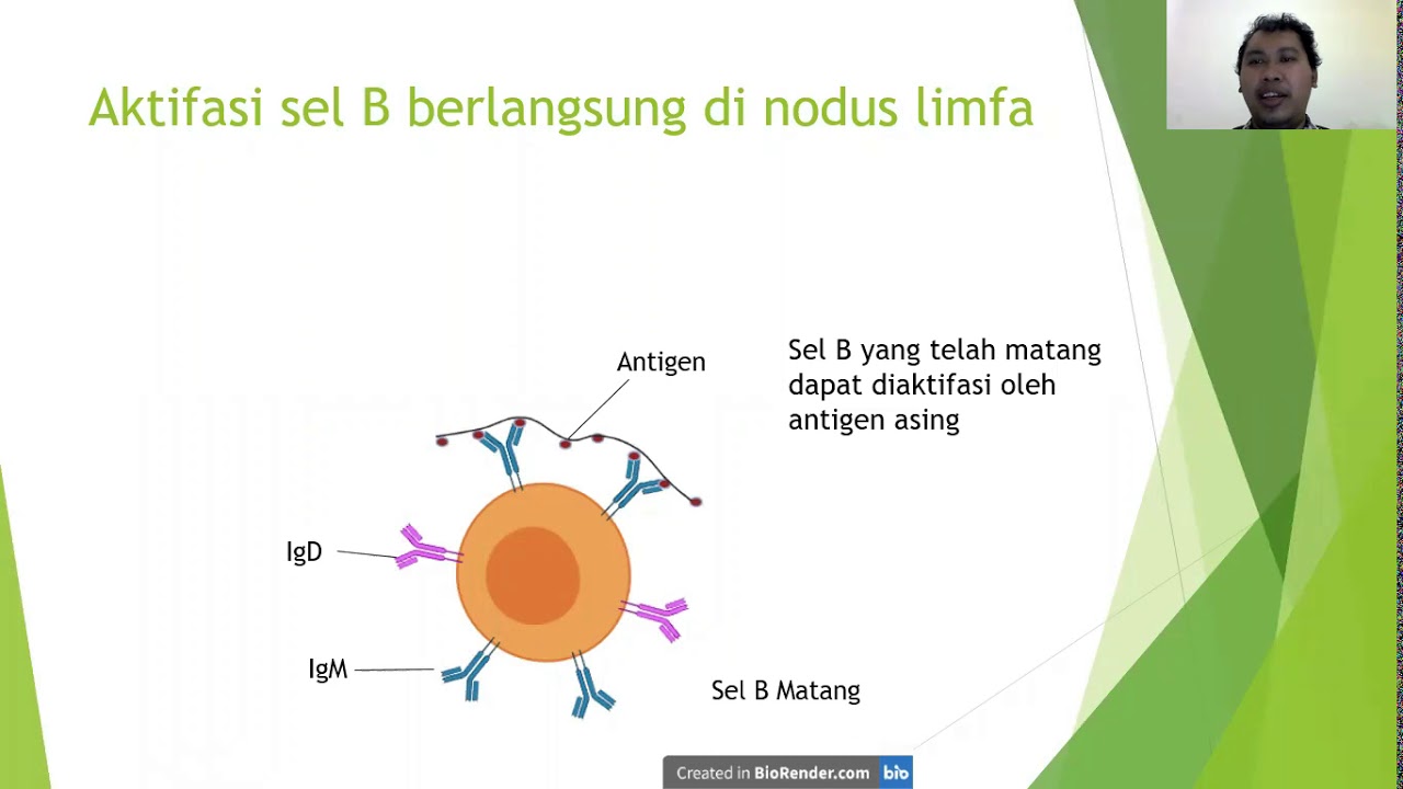 Perkembangan Sel B - YouTube