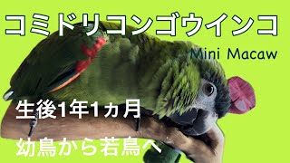 コンゴウインコってどうなの？/1年過ぎてある変化が/おっとり系で可愛い声(音)/モノマネOK/Japanese narration🦜