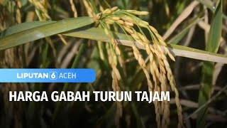 Panen Raya Padi Tidak Menggembirakan Petani, Akibat Harga Gabah Menurun | Liputan 6 Aceh