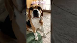 9月１５日の朝礼に参加するビーグル犬#犬#dog