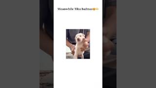 Tiku badmas 😂The best thumka ever seen Viral dog reel #tikubadmas#shorts#viral#dog#reel