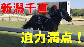 新潟 アイビスサマーダッシュ 舞台 芝1000ｍ 競馬 間近で見てみた