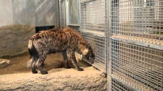 円山動物園　新ハイエナ展示場のブチハイエナの鳴き声