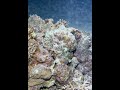 nocturnal octopus displays incognito skills