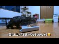 元野良猫♂推定8歳と仲良くなれた瞬間がこちら