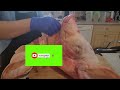 how to profesional deboning pig head thebutcherslinetv pigheads skills