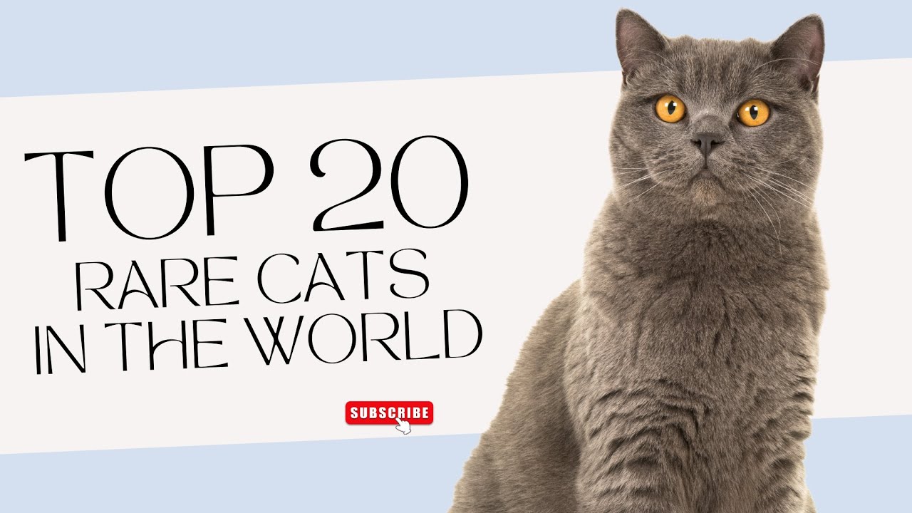 Unleashing The Enigmatic World Of 20 Rare Cats - YouTube