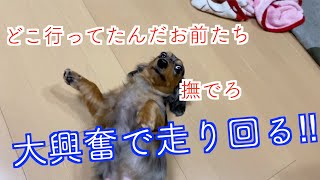 【お出迎え】旅行から帰宅して１日ぶりの再会で興奮する犬【大きなカニンヘンダックス】