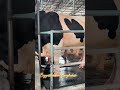 gigantic holstein friesian cattle 2024