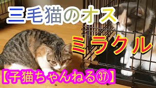 子猫ちゃんねる㊲ 三毛猫のオスのミラクルが大きくなったよ　らん太が負傷！