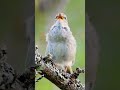 bird sounds the japanese bush warbler s liquid song shorts