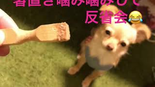 【反省する犬】#チワワ#チワワのCoCoちゃん#反省