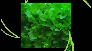 Subwassertang ( Fresh Water Seaweed )