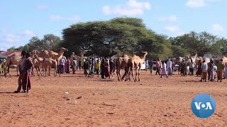 Kenya Start-Up Creates Online Livestock Marketplace for Rural Farmers | VOANews