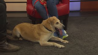 Pet of the Week: Zero 9/13/2024