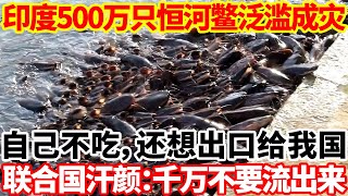 印度500万只恒河鳖泛滥成灾！自己不吃，还想出口给我国？联合国汗颜：还是自己留着吧！