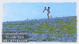 【4K Japan】Walking in the Nemophila Field | Uminonakamichi Seaside Park,Fukuoka