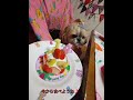 花ちゃんのお誕生日♪14才♪ shihtzu シーズー cutedog 犬のいる暮らし dog