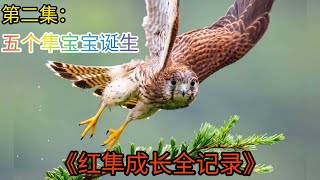 红隼成长全记录|第二集：五个隼宝宝诞生|猛禽|Falco tinnunculus|野生动物|动物世界|搞笑解说|