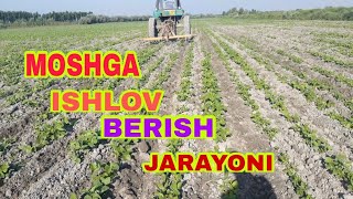 #MOSHGA #ISHLOV #BERISH JARAYONI    #HAMDA #AGRO  #TEHNALOGIYALARI.