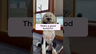 Why Rain? | What About Bunny #fluentpet #whataboutbunny
