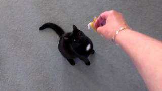 Milo plays fetch