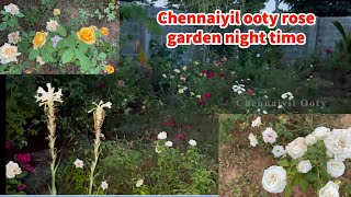 chennaiyil ooty rose garden and night time|rainy season maintenance | சென்னையில் ஊட்டி ரோஜா தோட்டம்