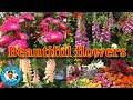 Beautiful Flower Garden | Sihina Piyapath LK